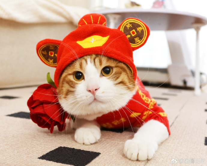 封神瞬间 — 国风新声 封面