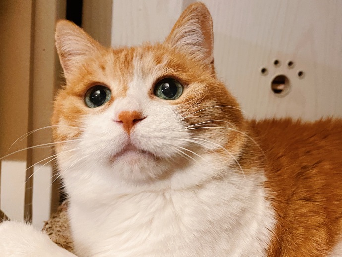 爆款复盘 — 宠物日记 封面